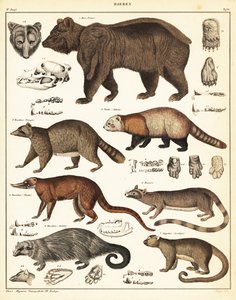 Odrůdy medvědů., 1841 (litografie) od Unbekannter Künstler
