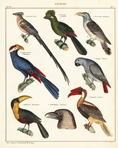 Odrůdy ptáků., 1841 (litografie) od Unbekannter Künstler