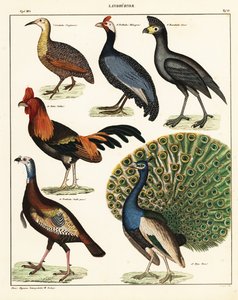 Odrůdy ptáků. ,1841 (litografie) od Unbekannter Künstler