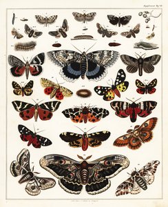 Odrůdy motýlů, můr atd., 1841 (litografie) od Unbekannter Künstler