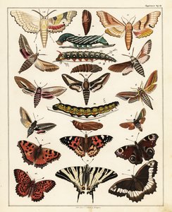 Odrůdy motýlů, můr atd., 1841 (litografie) od Unbekannter Künstler