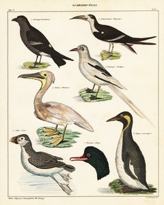 Odrůdy mořských ptáků. ,1841 (litografie) od Unbekannter Künstler