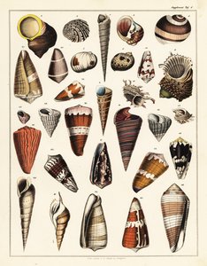 Odrůdy lastur, měkkýšů., 1841 (litografie) od Unbekannter Künstler