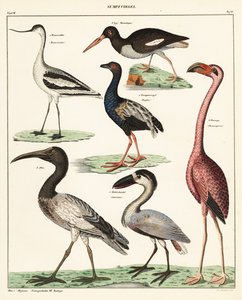 Odrůdy brodivých ptáků. ,1841 (litografie) od Unbekannter Künstler