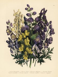 oměj pestrolistý, Aconitum heterophyllum, oměj žlutý, A. anthora, oměj bledožlutý, A. ochroleucum, oměj karpatský, oměj panonský, A. paniculatum, A. versicolor, oměj pestrý, A. napellus a A. variegatum. Handf od Unbekannter Künstler