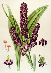 Jedovatá rostlina (toxická): Veratre černá (Veratrum nigrum) od Unbekannter Künstler