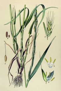 Jedovatá rostlina (toxická): opojná pleva (Lolium temulentum) od Unbekannter Künstler