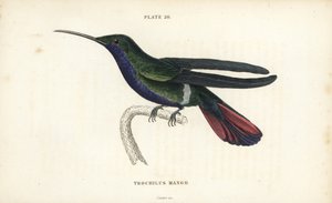 Veraguan mango, Anthracothorax veraguensis (Kolibřík mangový, Trochilus mango). Ručně kolorovaná ocelorytina od Williama Lizarse z Naturalist