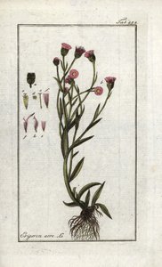 Vergerette acre (Erigeron acris). Litografie z knihy "Obraz Artseny-Gewassen" od Johannese Zorna (1739-1799), Nizozemsko od Unbekannter Künstler