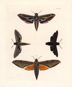 Sfinga révová, Eummorpha vitis 1, sfinx truchlivý, Enyo lugubris 2, sfinx tersa, Xylophanes tersa 3, a sfinx pruhovaný, Proambulyx strigilis 4. Ručně kolorovaná litografie z nového vydání knihy Dru Druryho "Illustrations of Exotic Ento" od Johna O. Westwoo od Unbekannter Künstler