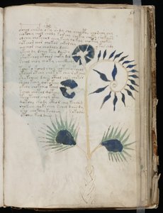 Voynich Manuscript folio 56r, cca 1500 (inkoust na pergamenu) od Unbekannt