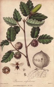 Wales Oak (Quercus infectoria) - Silná voda William Clarke ilustrovat "Medical Botanical, Description of the Medicinal Plants of London, Edinburgh and Dublin" John Stephenson a James Morss Churchill, publikoval v Londýně John Churchill v roce od Unbekannter Künstler