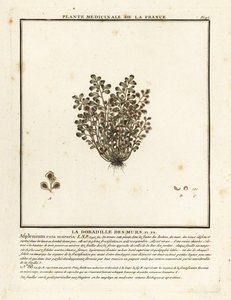 Wall-rue, Asplenium ruta-maria. od Unbekannter Künstler