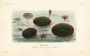 Wasserschild, Brasenia schreberi