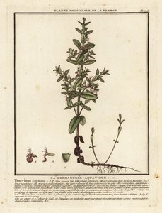 Germander vodní, Teucrium scordium. od Unbekannter Künstler