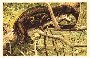 Varan vodní, Varanus salvator. 1908 (litografie) od Unbekannter Künstler