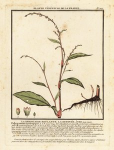 Vodní pepř, Persicaria hydropiper. od Unbekannter Künstler