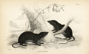 Vodomil, Neomys fodiens (Sorex remifer, Sorex fodiens). Ručně kolorovaná ocelorytina od Lizarse podle ilustrace Jamese Stewarta z Naturalist