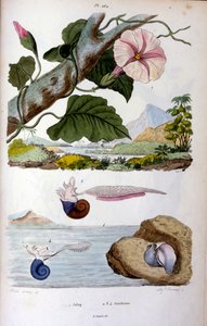 Vodní plž; botanická a zoologická ilustrace F. E. Guérin. Z Dictionnaire pittoresque d