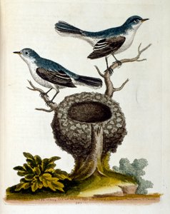 Akvarelová ilustrace z knihy vzácných ptáků od G. Edwardse z roku 1750. George Edwards (1694-1773) byl britský přírodovědec a ornitolog. Hodně cestoval po Evropě a studoval přírodopis a zejména ptáky. Získal si určité uznání od Unbekannter Künstler