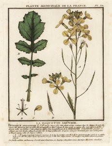 Raketa řeřicha listová, Erucastrum nasturtiifolium. od Unbekannter Künstler