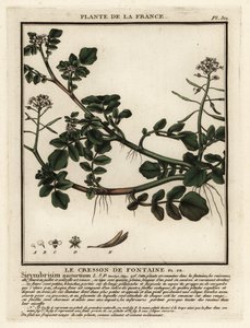 Řeřicha lékařská, Nasturtium officinale. od Unbekannter Künstler