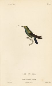 Kolibřík Wedův nebo Neuwiedův, Trochilus cyanogenys nebo Ornismya wiedii. Ručně kolorovaná ocelorytina od Coutanta podle ilustrace Jeana-Gabriela Pretra z knihy Rene Primevere Lessona Natural History of the Colibri Genus of Hummingbirds. od Unbekannter Künstler