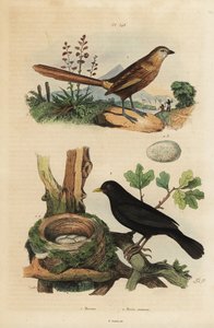 Trávník západní, Amytornis textilis 1 a kos obecný s hnízdem a vejci, Turdus merula 2. Merion, Merle commun od Unbekannt