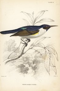 slunéčko západní, Anthreptes longuemarei (slunéčko bělokrké, Anthreptes leucosoma). Ručně kolorovaná ocelorytina od Williama Lizarse podle Williama Swainsona z Naturalist