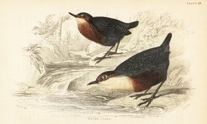 Naběračka bělohrdlá nebo vodní ouzel, Cinclus cinclus.1889 (rytina) od Unbekannter Künstler