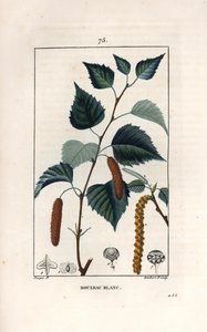 Bříza bílá nebo bříza bradavičnatá - Rytina od Lamberta filse podle kresby Pierra Jeana Francoise Turpina (1775-1840) z knihy La flore medicale, de Chaumeton, Poiret et Chamberet, Paris 1830 - Bříza bělokorá, Betula pendula, s listem, kočičkou a semenem -  od Unbekannter Künstler