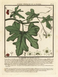 Bílá bryony, Bryonia alba. od Unbekannter Künstler