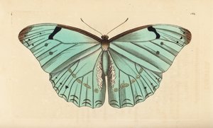 Bílé morfo, Morpho laertes od Unbekannt