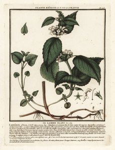 Bílá kopřiva, album Lamium. od Unbekannter Künstler