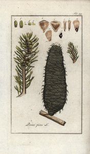 Jedle bělokorá nebo jedle bělokorá (Abies alba). Litografie z knihy "Afbeelding der Artseny-Gewassen" od Johannese Zorna (1739-1799), Nizozemsko od Unbekannter Künstler