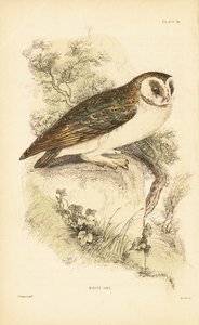Bílá sova nebo sova pálená, Tyto alba, posazená na skále. 1889 (rytina) od Unbekannter Künstler