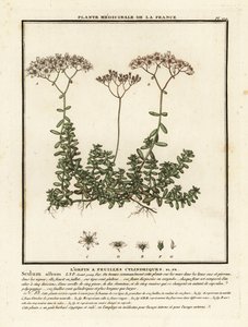 Rozchodník bílý, Sedum album. od Unbekannter Künstler