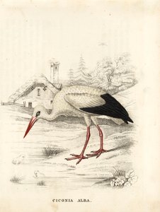 Čáp bílý, Ciconia ciconia (Ciconia alba). Ručně kolorovaná ocelorytina z přírodovědné galerie Georga Friedricha Treitschkeho, Naturhistorischer Bildersaal des Thierreiches, Liepzig. od Unbekannter Künstler