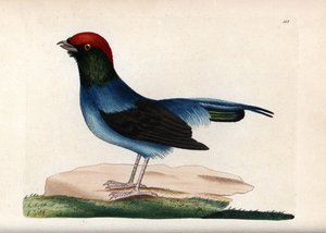 Manakin nádherný (Chiroxiphia linearis). Nepodepsaná ilustrace (George Shaw a Frederick nodder). Litografie v časopise The Naturalist