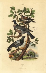 Holub hřivnáč, Columba palumbus, holub obecný, Columba livia a hrdlička, Streptopelia risoria od Unbekannt