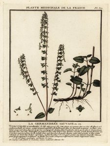 Němeček lesní, Teucrium scorodonia. od Unbekannter Künstler