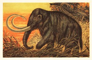 Mamut vlněný, Mammuthus primigenius. 1908 (litografie) od Unbekannter Künstler
