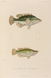 Wrasses, Černé moře od Unbekannter Künstler