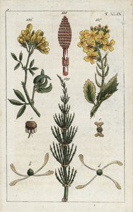Vojtěška žlutá, Medicago falcata 136, ředkev lesní, Raphanus raphnistrum 137, a přeslička rolní, Equisetum arvense 138/139. Ručně kolorovaná mědirytina botanické ilustrace z knihy G. T. Wilhelma "Unte od Unbekannter Künstler