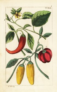 Žluté a červené chilli papričky, Capsicum annuum. od Unbekannter Künstler