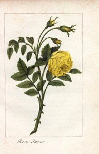 Žlutá růžová, žlutá růžová, Rosa lutea. Ručně kolorovaná mědirytina ilustrace slečny Prudhommeové z knihy "Hommage rendu a la Rose", Paříž, asi 1815. Dárková kniha s historií růže a tuctem botanických miniatur. od Unbekannter Künstler