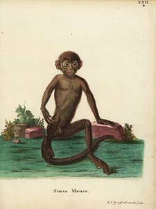 Mladý langur páskovaný, Presbytis femoralis. Simia maura. Ručně kolorovaná mědirytina, kterou podle přírody nakreslil a vyryl Hermann Jakob Tyroff z knihy Johanna Christiana Daniela Schrebera Zvířecí ilustrace podle přírody aneb Schreberova fantastická zví od Unbekannter Künstler