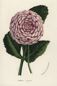 Zenobia dahlia hybrid, Dahlia coccinea. Ručně kolorovaná litografie z publikace Louise van Houtteho a Charlese Lemaira Flowers of Gardens and Hothouses of Europe, Flore des Serres et des Jardins de l