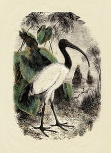 Zoologie: Ibis posvátný (Threskiornis aethiopicus), rytina z 19. století od Unbekannter Künstler
