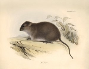 Zoologie: Mus fuscipes" neboli hlodavec australského pobřeží, kterého popsal Charles Darwin během své objevitelské cesty na palubě lodi Beagle. Deska z knihy "The Zoology of the voyage of the H.M.S. Beagle under the command of Captain Fitzroy during the ye od Unbekannter Künstler